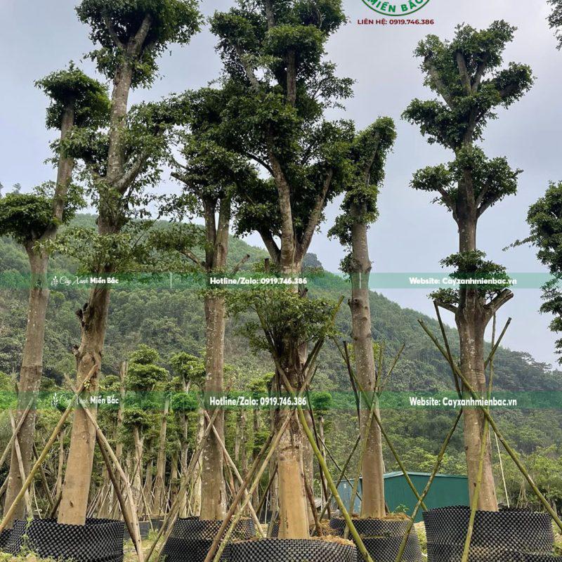Cây bàng lá nhỏ công trình